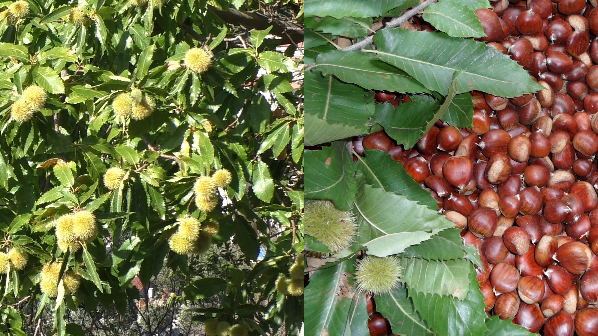 L'importanza della dieta mediterranea e il rapporto con il territorio: l'esempio del GAL Colline Salernitane
